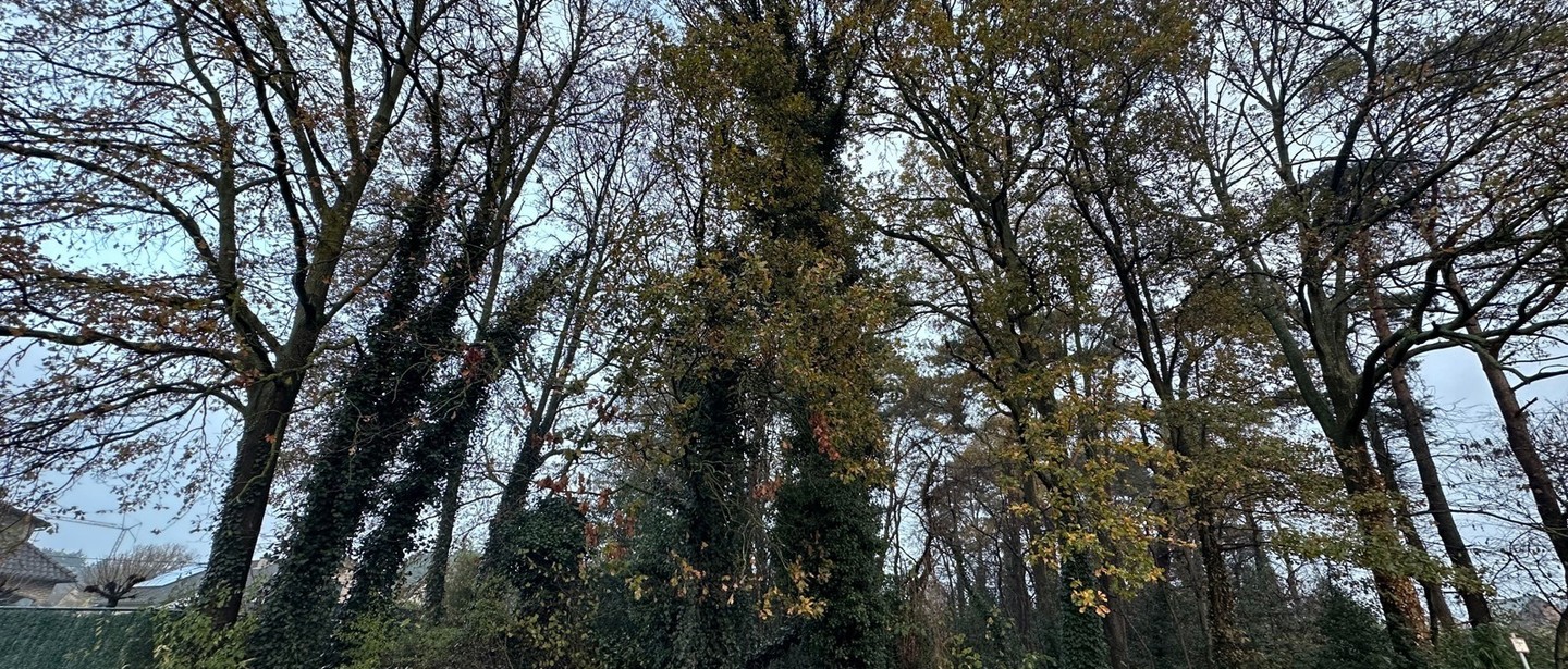 Bouwgrond te koop in Beringen