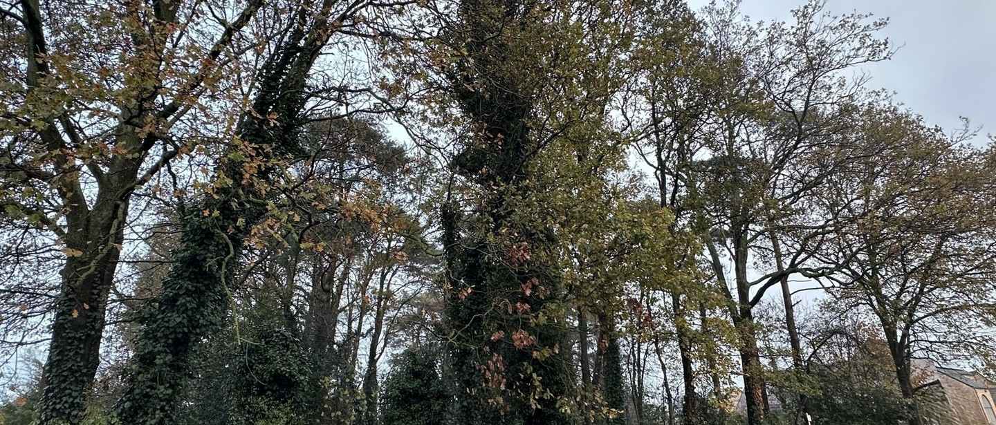 Bouwgrond te koop in Beringen